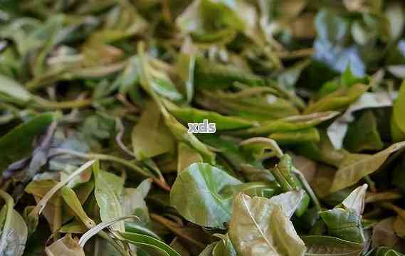 普洱茶茶梗与茶叶的泡饮对决 谁更适合一壶好茶？